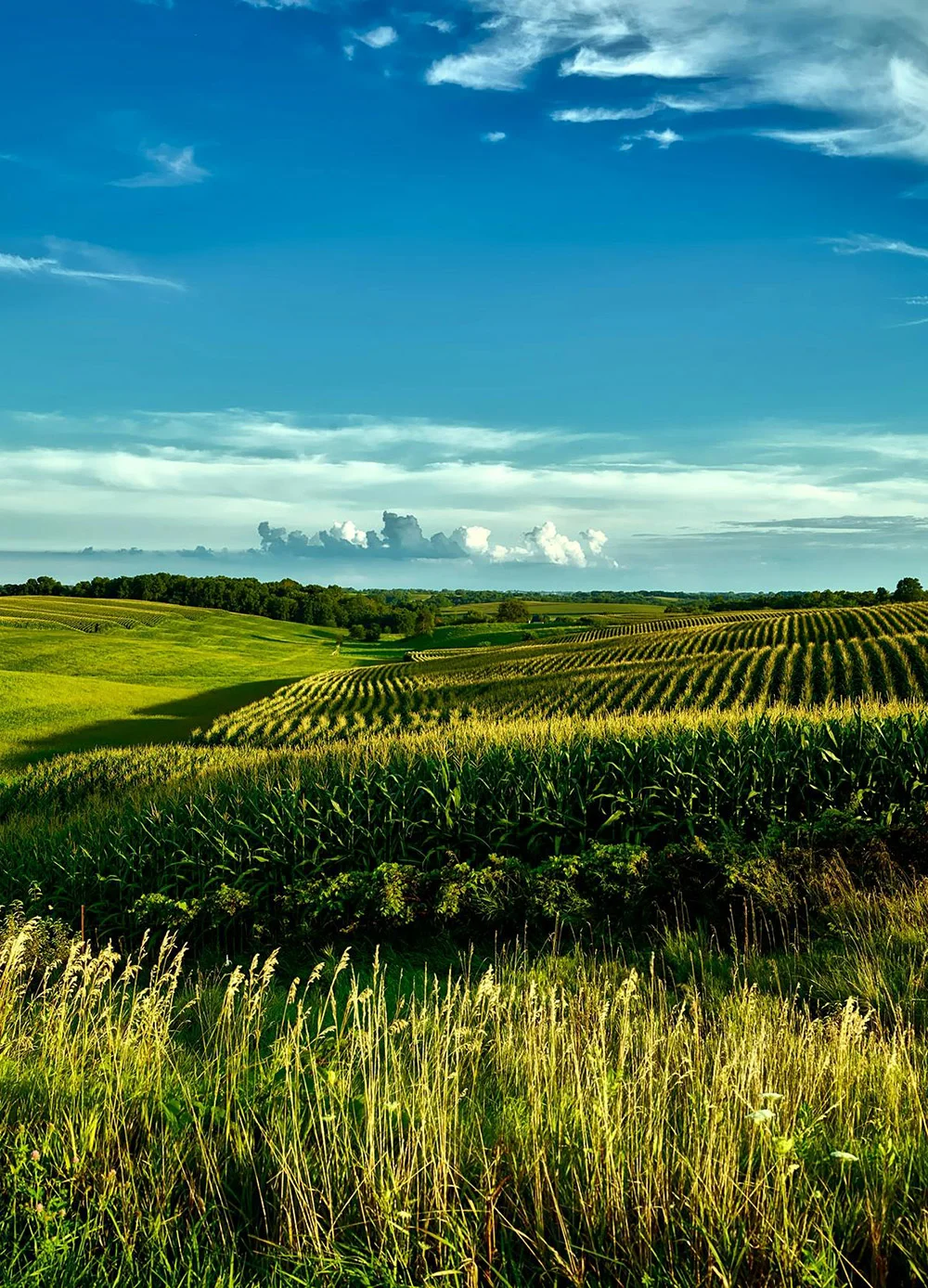 Milk, yogurt, cheese, butter, and eggs from trusted brands for daily essentials.