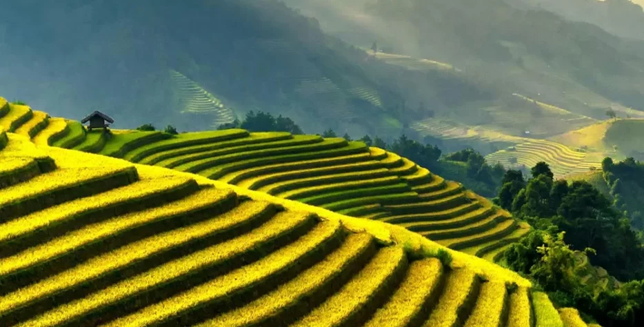 Staple grains, lentils, flours, snacks, condiments, and cooking essentials—always in stock.