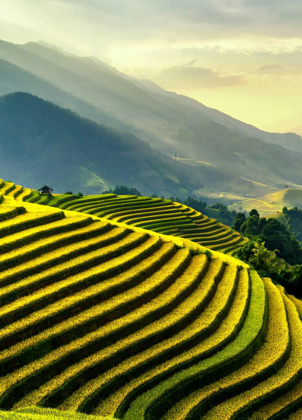 Staple grains, lentils, flours, snacks, condiments, and cooking essentials—always in stock.